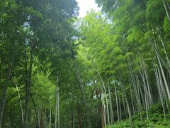 -上海佘山国家森林公园天马山园