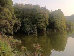 -深圳仙湖植物园