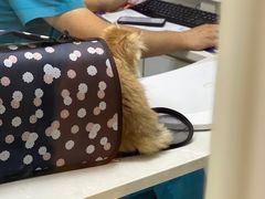 -中农国际动物医院24小时·猫科·骨科·急重症中心