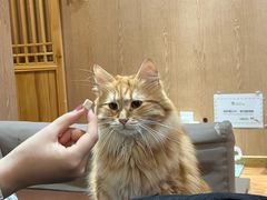-MOCHA明星猫咖(田子坊店)