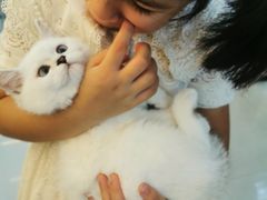 -lincat·猫舍(广州店)
