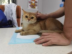 -伟伟宠物医院·CT影像中心·瑞派犬猫综合性门诊(汉口总院)