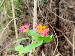 -火炉山森林公园