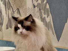 -滚猫咖啡·猫咖·猫友好撸猫(未来城店)