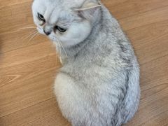 -MOYOYO猫咪咖啡店