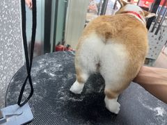 -宠物家(角门东店)