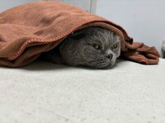 -宠颐生动物医院·猫科·心脏科(海口分院)