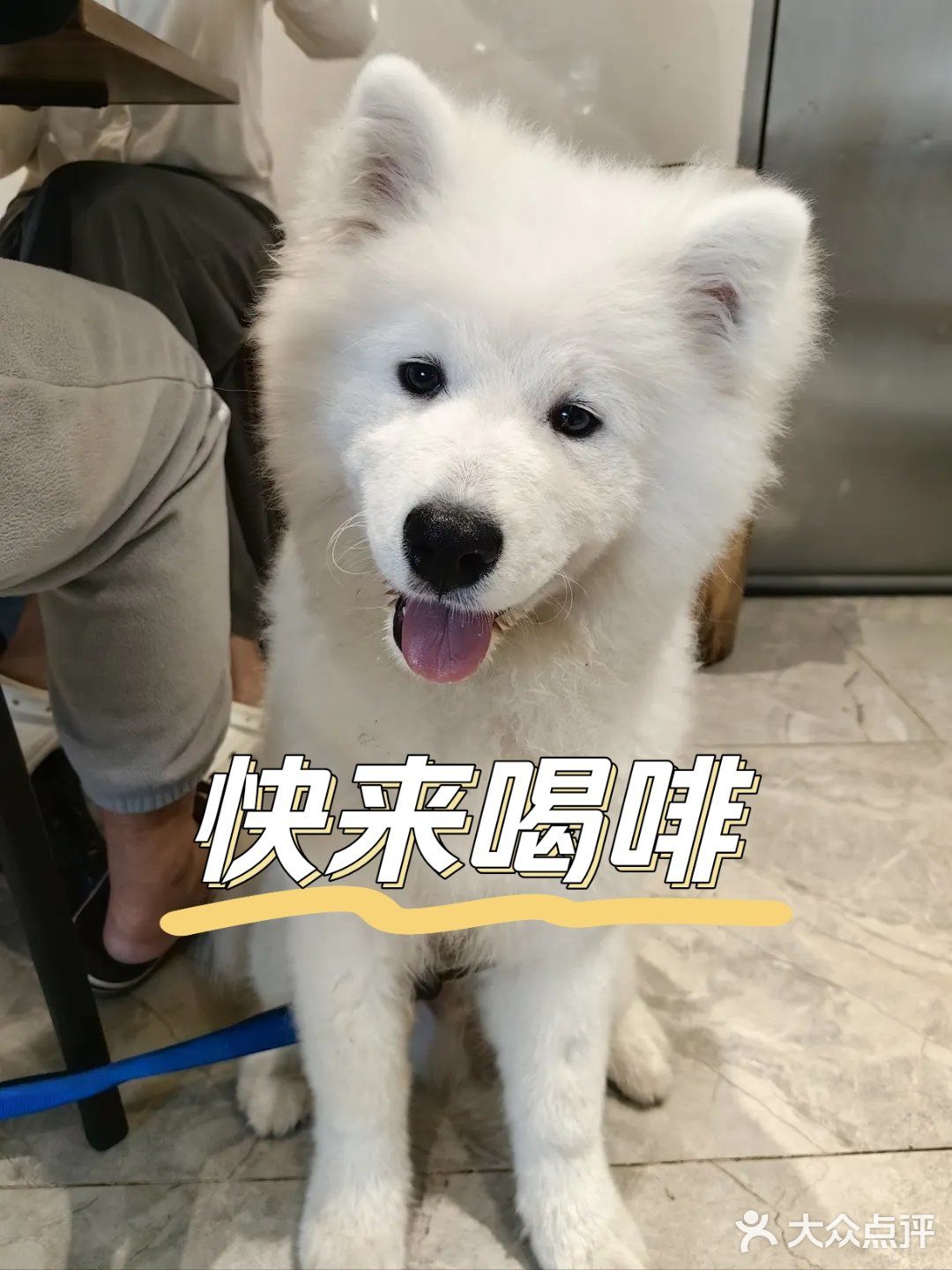 【咖啡日记】宠物友好宝藏咖啡