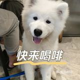 【咖啡日记】宠物友好宝藏咖啡