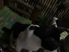 -Jungle Kitchen