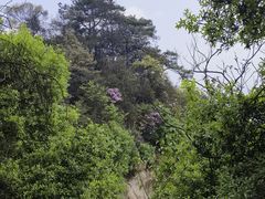 -缙云山景区