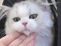 -小猫来了·猫舍(红山六九七九店)