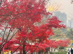 -青枫公园