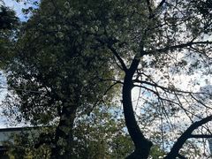 -上野公园花园稻荷神社(忍岡稲荷神社)