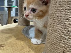 -楼上猫咖(罗湖店)