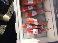 龙虾-Kaikoura Seafood BBQ Kiosk
