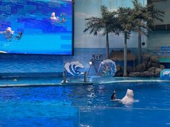 -海合安成都极地海洋公园