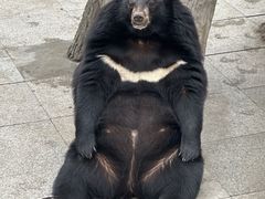 -哈尔滨北方森林动物园