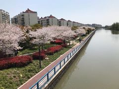 -高东镇樱花园
