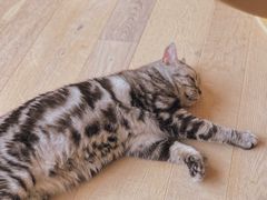 -CAT’S MEWSTAR CAFE·喵星球猫屋(晴湾咖啡店)