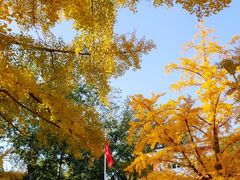 -三里屯东五街银杏大道