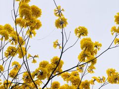 -光明小镇欢乐田园