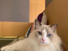 -CAT’S MEWSTAR CAFE·喵星球猫屋(晴湾咖啡店)