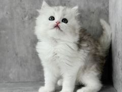 -小猫来了·猫舍(红山六九七九店)