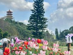 -深圳仙湖植物园
