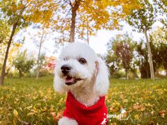 -超宠爱宠物摄影-Super pet