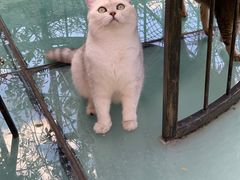 -喵屿·大理花园猫咖