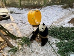 -栾川竹海野生动物园