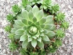 -双季花艺园艺市场(浦东店)