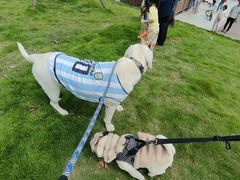 -翊宠yipet猫狗购宠庄园犬舍•猫舍