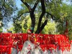 -大槐树寻根祭祖园