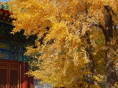 -香山公园