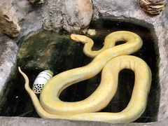 -上海大自然野生昆虫馆(东方明珠·爬宠昆虫探索中心)