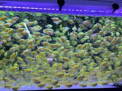 -中环花鸟鱼虫市场