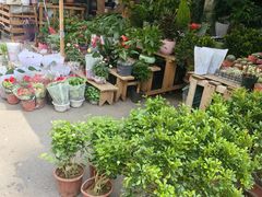 -哈尔滨道外花鸟鱼市场