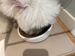 -翊宠yipet猫狗购宠庄园