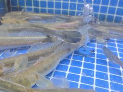 沙光鱼-老粮票大食堂(灌江路店)