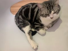 -猫色咖啡·猫咖