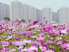 -洋湖国家湿地公园