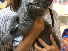 -lincat·猫舍(广州店)