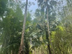 -中国科学院西双版纳热带植物园