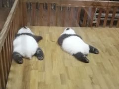 游乐设施-成都大熊猫繁育研究基地