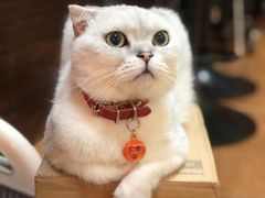 -李小姐の猫咖啡馆(五角场店)