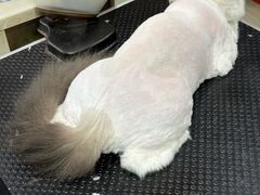 -车接车送·寄养洗护·德文猫舍(大宁店)