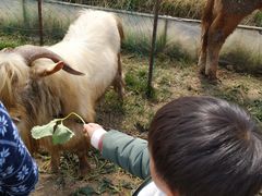-小鱼草莓采摘园农家乐·小鱼餐厅
