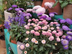 -莲花山公园